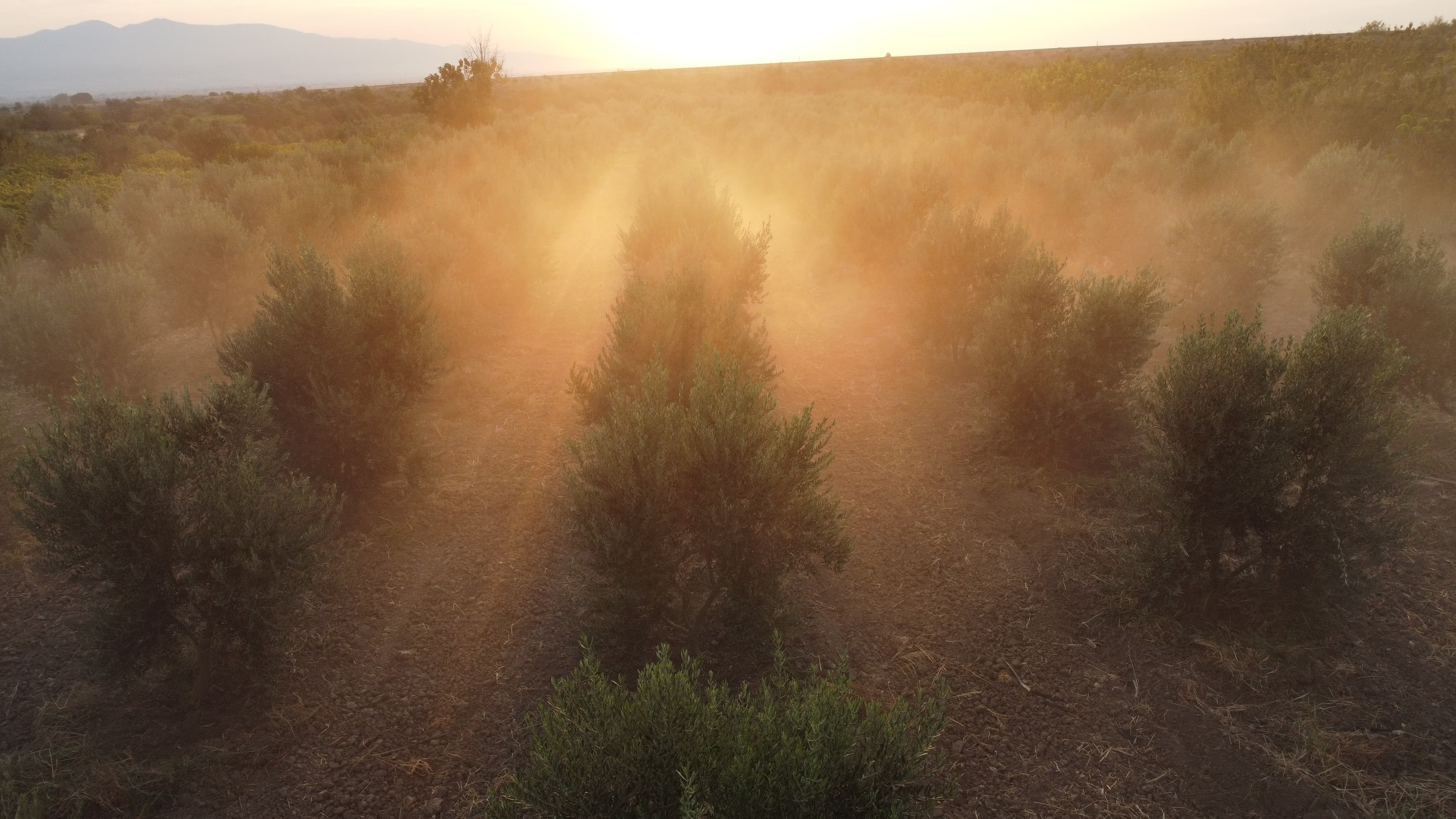 EcoFrostGuard Field Trials: Reliable Frost Protection Down to -5 °C