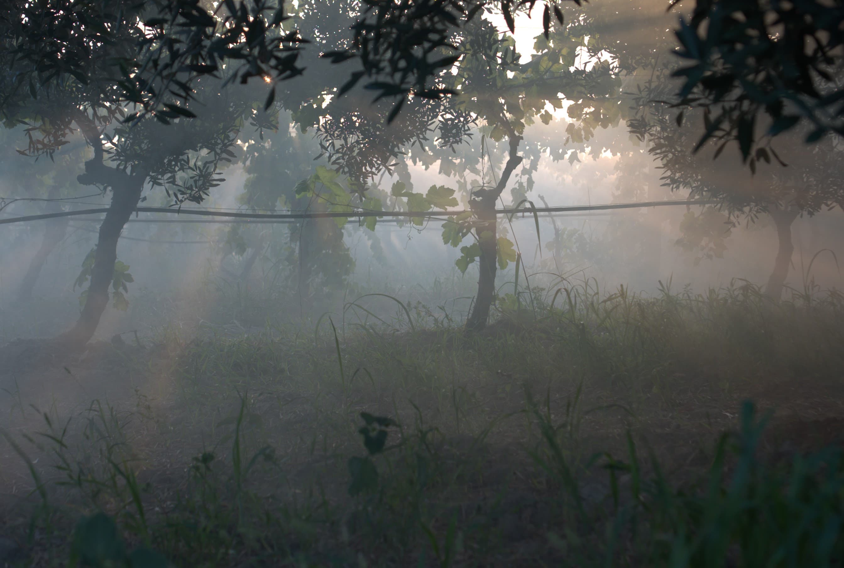 Smart Frost Protection